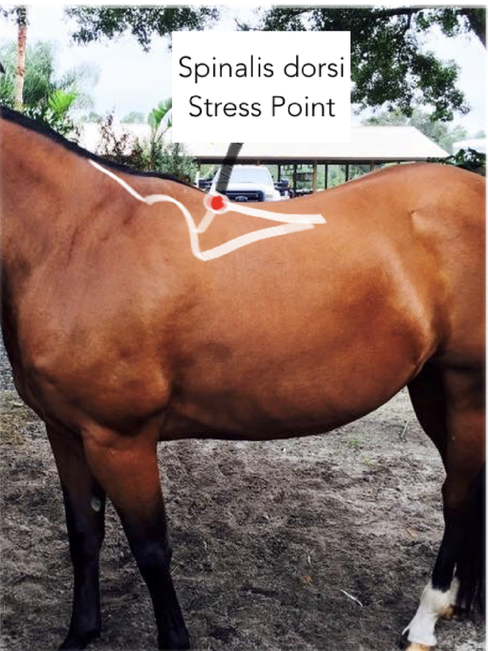 <p>Spinalis Dorsi; involved in spinal extension and lateral flexion, found at the level of T9.</p>