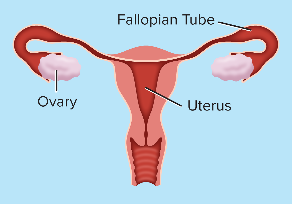 <p>Reproductive System</p>