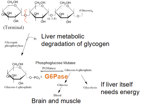 <p>Glycogen phosphorylase uses inorganic phosphate (Pi) to convert glycogen to G1P</p><ul><li><p>Phosphoglucomutase (PGM) moves the phosphate group from C1 to C6, turning G1P to G6P</p></li><li><p>Energy can go to the liver itself (glycolysis if liver itself needs energy) or to the brain and muscles (G6Pase removes phosphate from G6P, allowing glucose to exit the liver)</p></li></ul><p></p>
