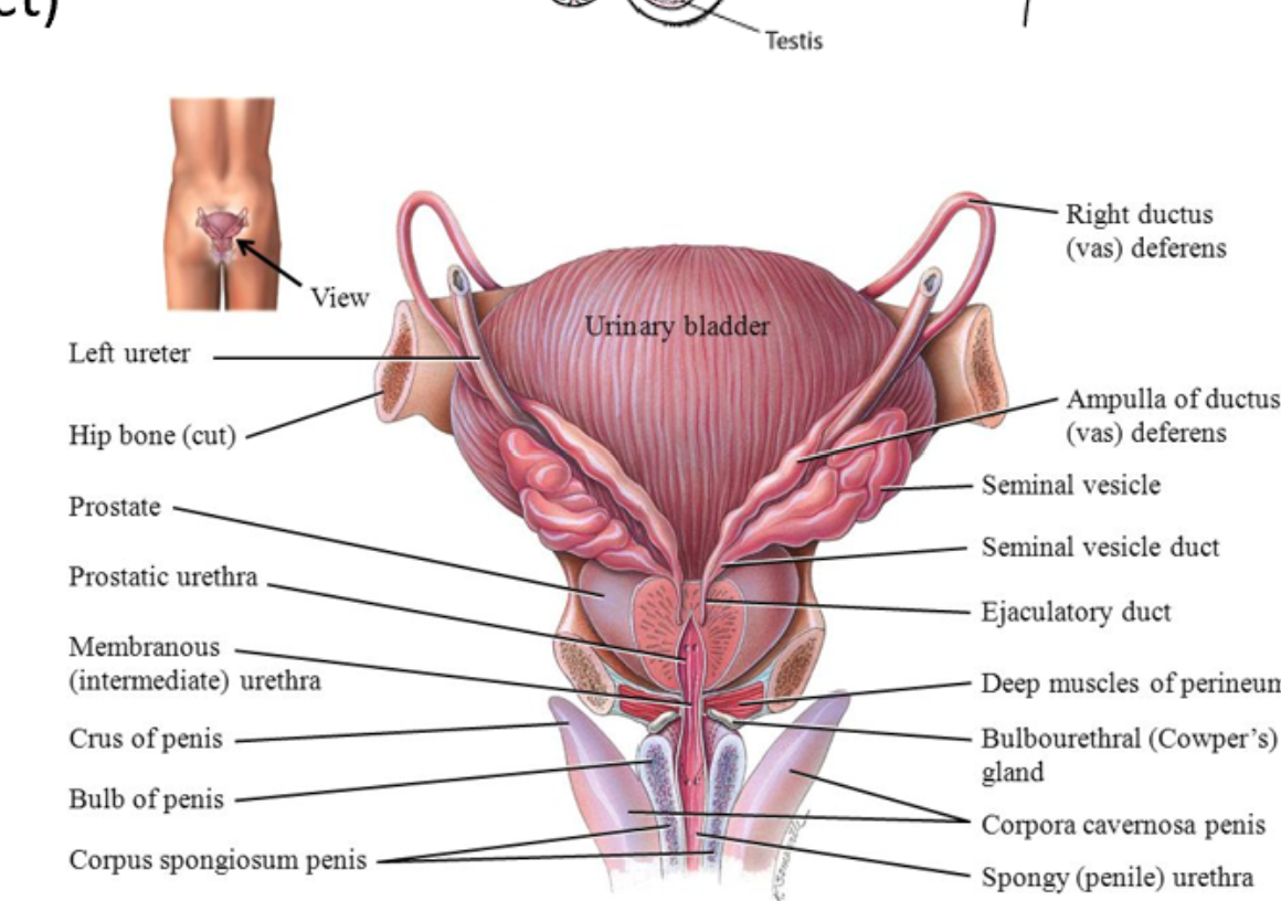 <p><span style="background-color: transparent;">1 - vas defernes <br>2- seminal vesicle <br>3- ejaculatory duct <br>4- bulbourethral glands (cowper’s)<br>5- prostate! <br></span></p>