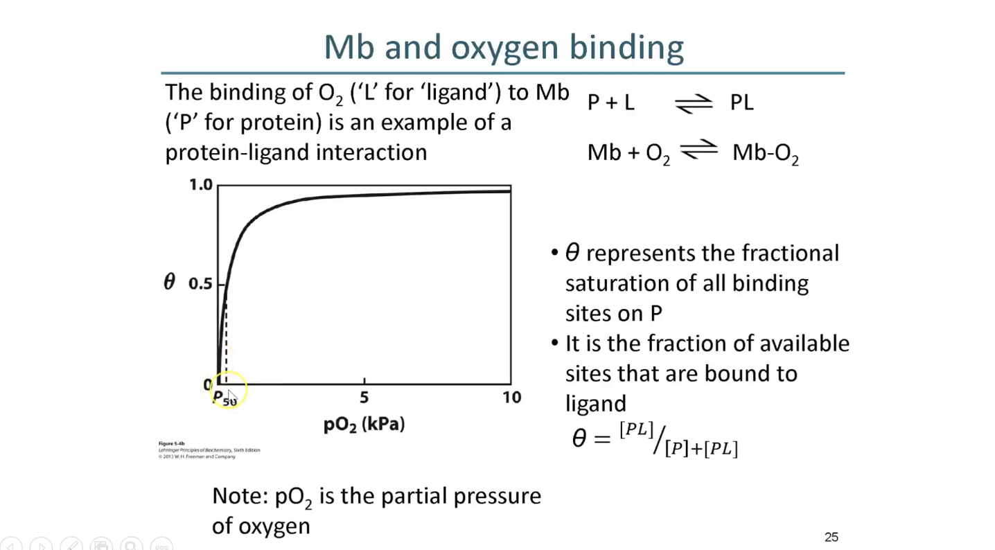 <p>y-axis: conc</p><p>x-axis: saturation of binding sites</p>