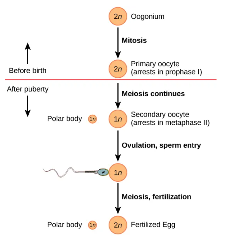 <p>production of eggs. occurs in outermost layers of ovaries</p>