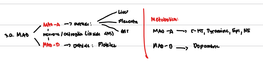 <p>Answer the ff:</p><ul><li><p class="has-focus">Both MAO ar elocated in:</p></li><li><p class="has-focus">MAO-A outside locations:</p></li><li><p class="has-focus">MOA-B outside locations:</p></li><li><p>MOA-A Metabolizes:</p></li><li><p class="has-focus">MAO-B Metabolizes: </p></li></ul><p></p>
