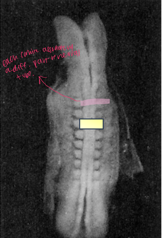 <p>each somite is a neighbor to a SEGMENT of the neural tube</p>
