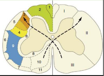 <p>Tract is a bundle of functionally related axons in the CNS</p><p></p><p>Tracts are found in the <strong>white matter (white cos myelinated neurons for insulation)</strong></p><p></p><p>Tracts carrying <strong>sensory information are ascending, and motor commands are descending</strong></p><p></p><p>And divides into dorsal, lateral, and ventral funiculus (or columns)</p><p></p><p>Nerve tracts are named according to their origin spinothalamic tract etc.</p><p></p><p>These funiculi have a common origin, destination, and function</p><p></p><p>pic shows I = dorsal funiculus, II is lateral funiculus, III is ventral funiculus = white matter</p><p>in the grey matter we have dorsal horn lateral horn and ventral horn</p>