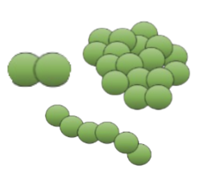 <p>What is the <strong>Bacterial Morphology</strong> for this image?</p>