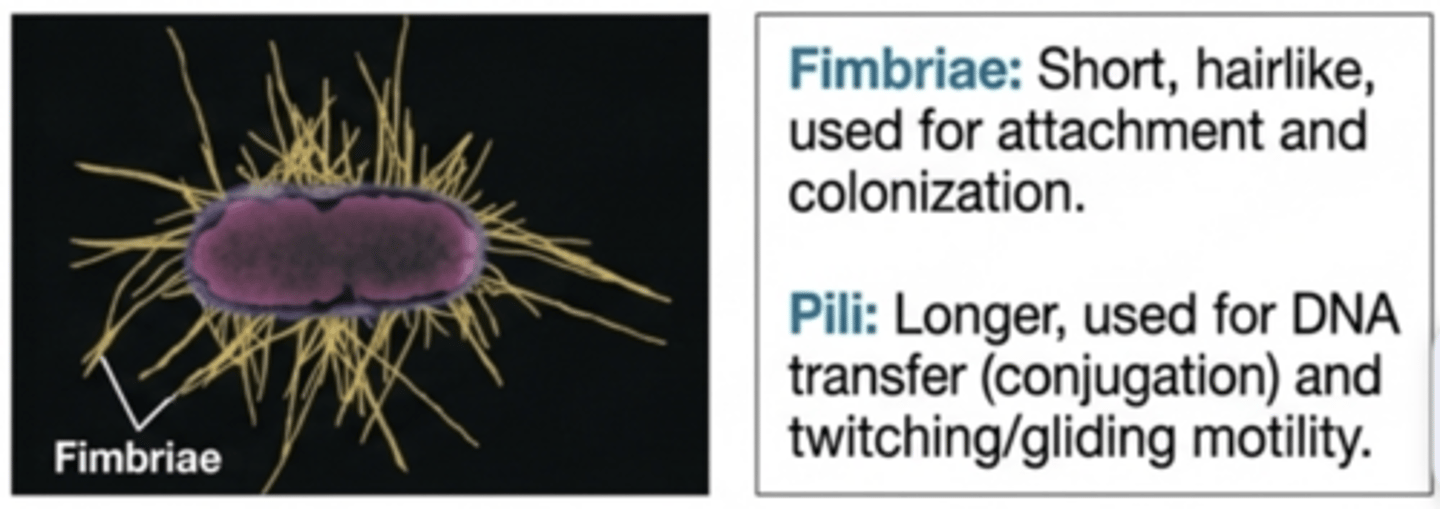<p>Short, hairlike appendages used primarily for attachment to surfaces.</p>