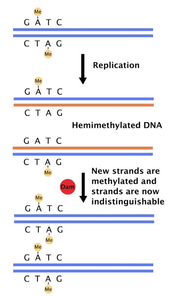 <p><strong><em>oriC</em></strong> is methylated by <strong>Dam methylase (DNA adenine methylation)</strong>, which methylates the <strong>N<sup>6</sup> position of A </strong>within (5’) GATC sequence</p><p>After DNA replication, DNA is <strong>hemimethylated</strong> (Half-methylated); hemimethylated <em>oriC</em> associates with <strong>plasma membrane</strong> and is sequestered; replication begins only after it is fully methylated (Which takes a while for Dam methylase)</p>