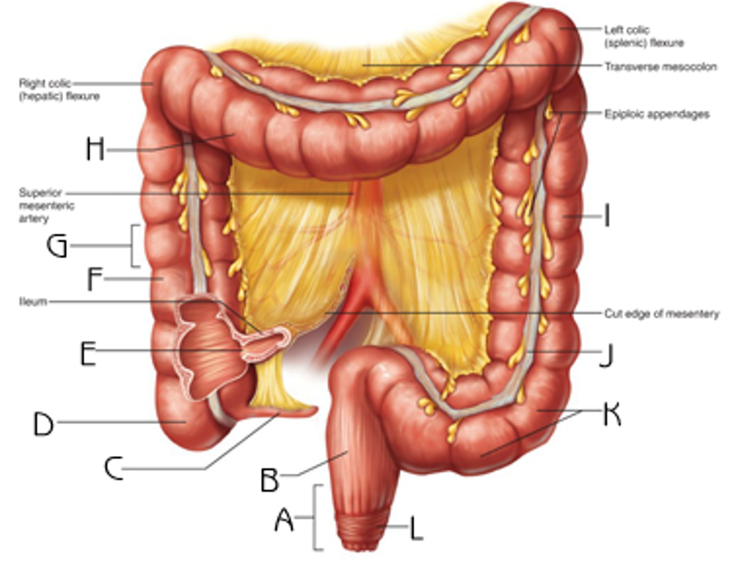 <p>sigmoid/o</p>
