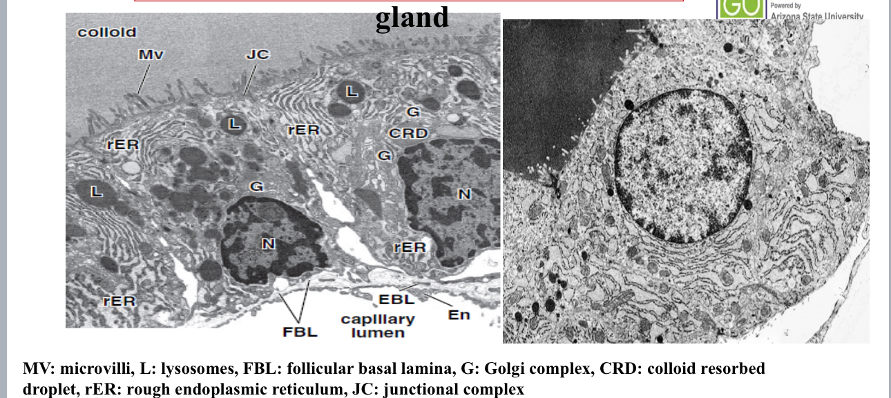 term image