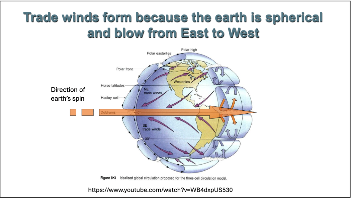 <p>trade winds form because the earth is spherical and blow from east to west</p>