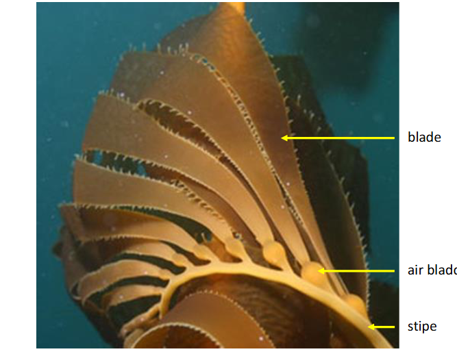 <p><span>multicellular brown algae; kelp<br>blades, stipe, air bladders</span></p>