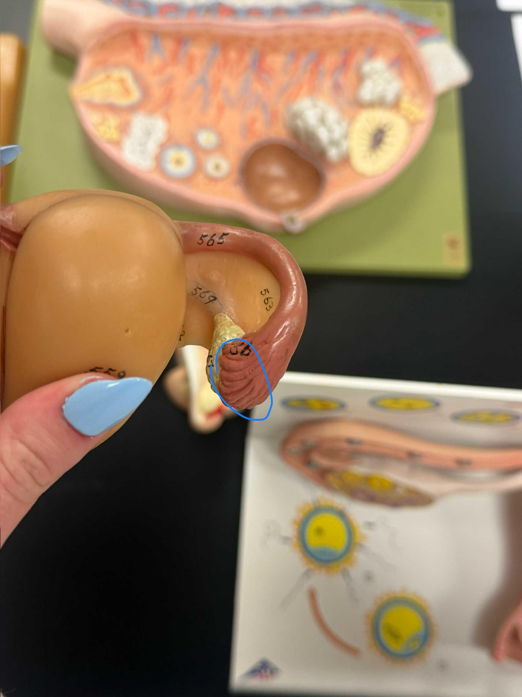 <p>name this structure</p>