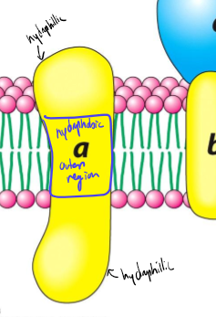 <ul><li><p>type of integral protein, tightly associated with membrane</p></li><li><p>have nonpolar exterior for region that touches nonpolar inside of membrane</p></li><li><p>at least 1 part of the protein spans the entire membrane</p></li></ul><p></p>