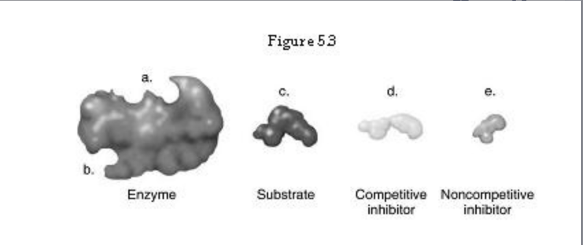 <p><span>How would a noncompetitive inhibitor interfere with a reaction involving the enzyme shown in Figure 5.3?</span><br><br><span>a) It would bind to b.</span><br><span>b) The answer cannot be determined based on the information provided.</span><br><span>c) It would bind to a.</span><br><span>d) It would bind to d.</span><br><span>e) It would bind to c.</span></p>