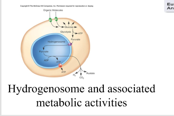 <p>hydrogenosomes</p>