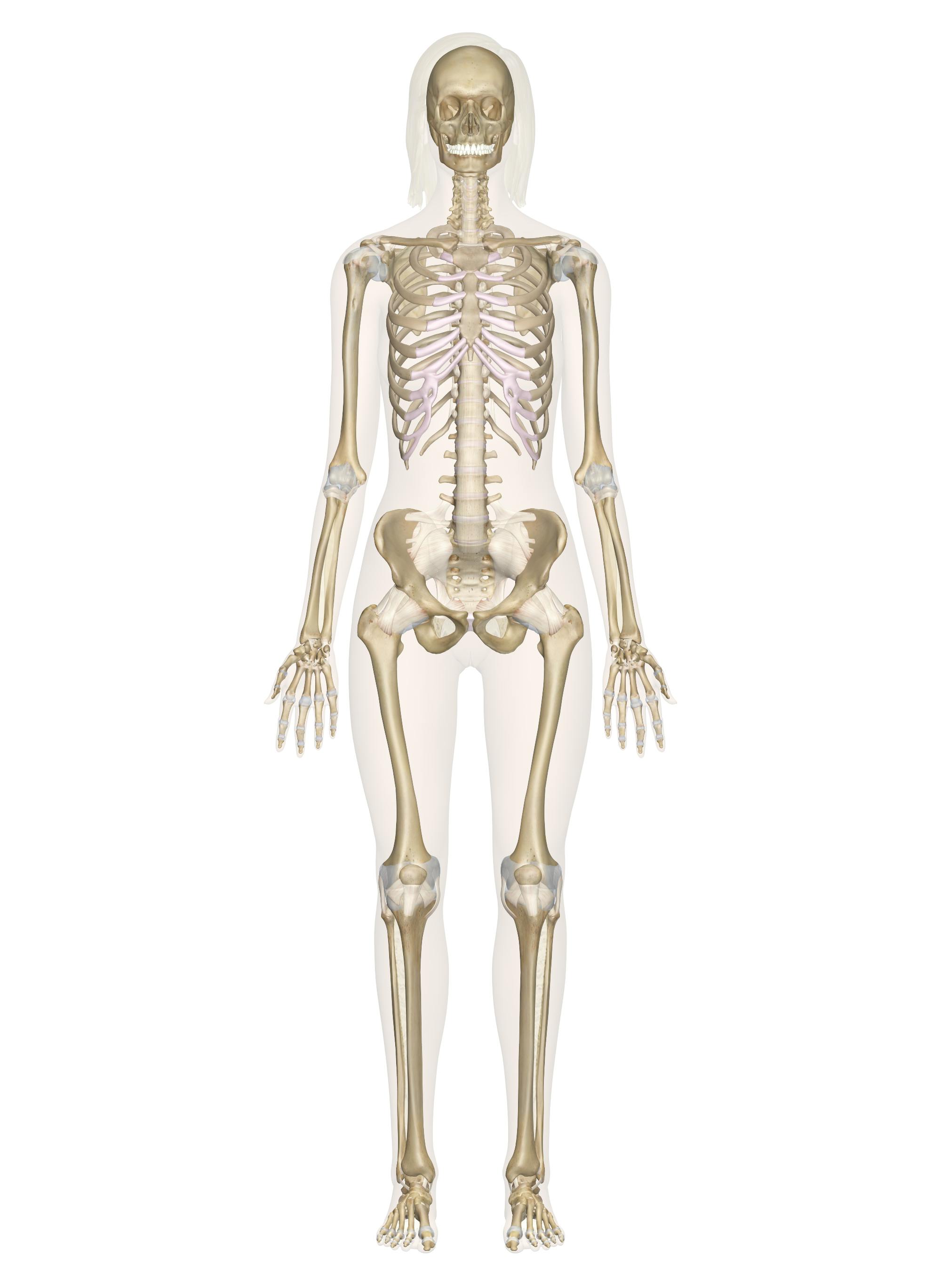 <p>skeletal system</p>