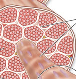 <p>Muscle cell covering </p>