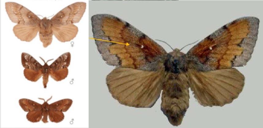 <p>ŘÁD česky latinsky</p><p>čeleď česky latinsky</p><p>druh česky latinsky</p><p>(samice mají 80cm, plocha křídel veliká , barva je kripticky zbarvený hnědošedá křídla, u samic i samců jsou na každé přední polovině předních křídel bílé tečky malé, samec dlouze hřebenitá tykadla</p>