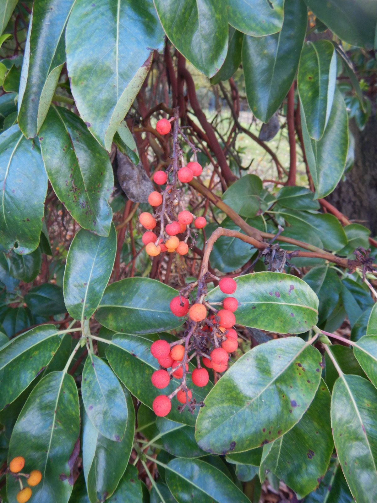 <p><em>Arbutus menziesii</em></p><ul><li><p>peeling red-brown bark, shiny evergreen leaves, twisted trunk </p></li><li><p>leaves are thick, leathery, oval-shaped, with pale underside </p></li><li><p>hard, bright red-orange berries after white, urn-shaped flowers </p></li></ul><p></p>