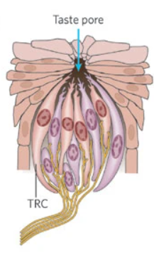 <p>50-150 taste receptor cells</p>