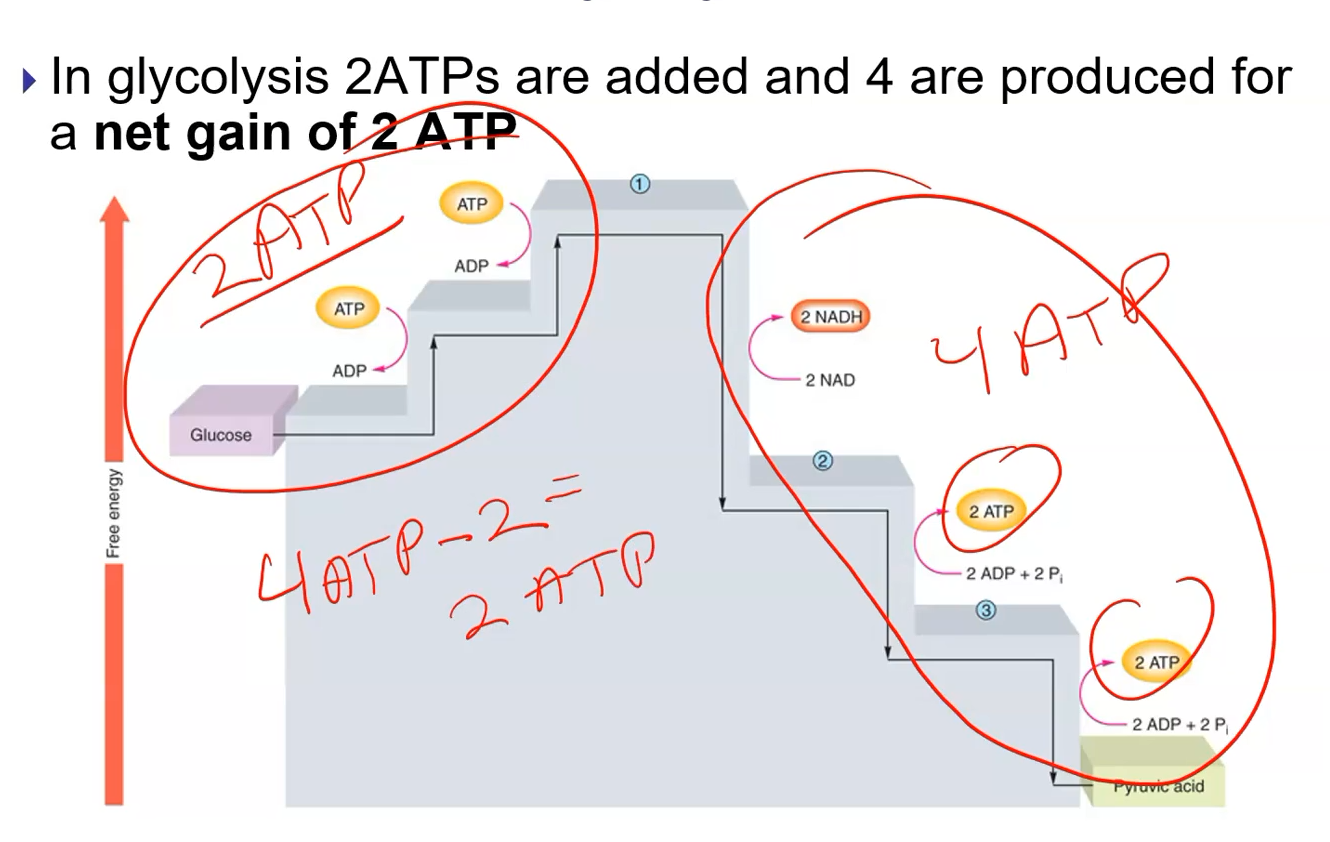 <p>Made a total of 4. Invested 2 to start the glycolysis process.</p><ul><li><p>But only gained 2 <u>net </u>ATPs.</p></li></ul><p></p>