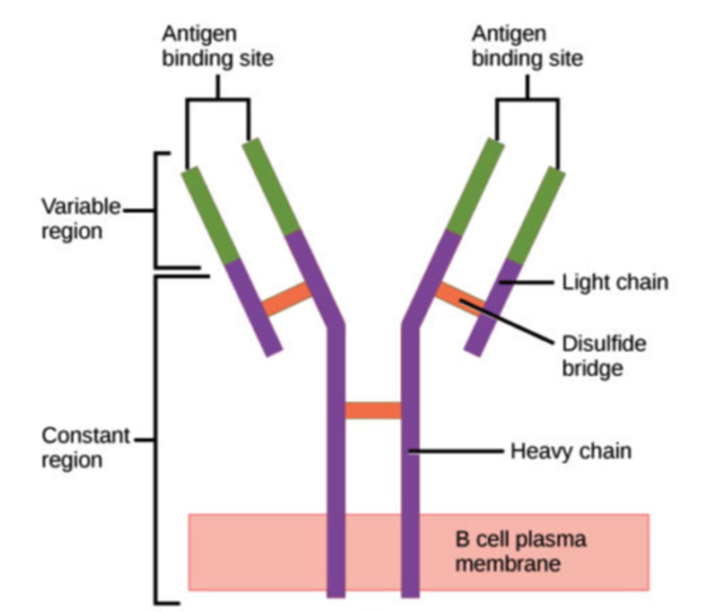 <p>antibodies</p><p>(Note: Y-shaped proteins</p><p>with constant and variable</p><p>regions, and disulfide</p><p>bonds connect heavy chains to</p><p>each other, and to light</p><p>chains.)</p>