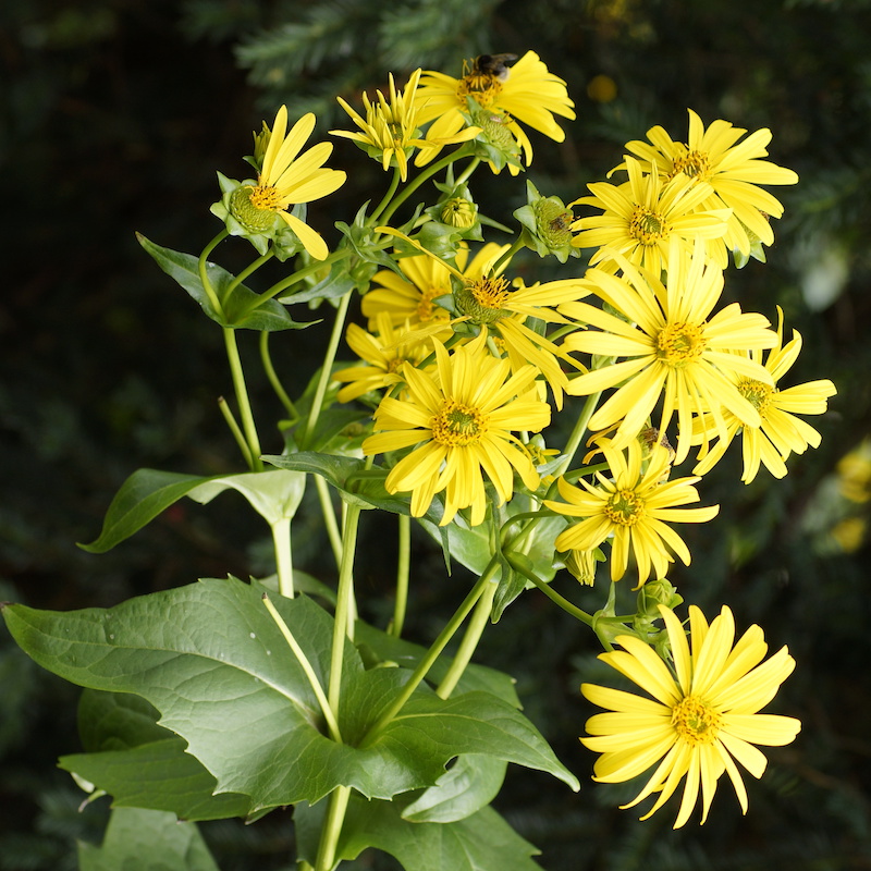 <p>Silphium, leaves act as cup, deep roots, <em>sun, moist rich soil</em></p>