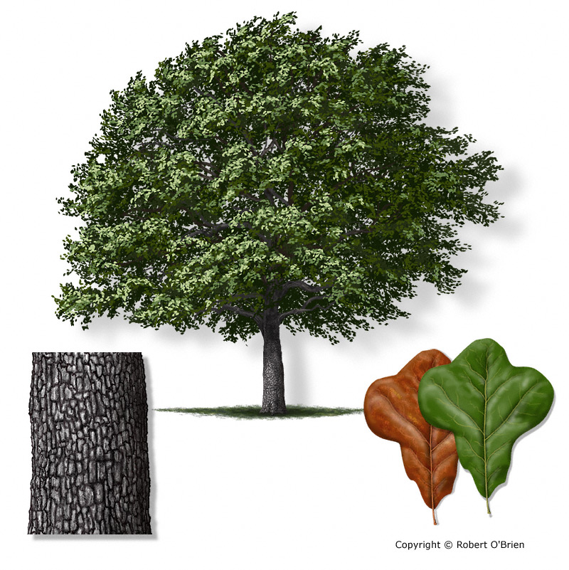 <p>blackjack oak</p>