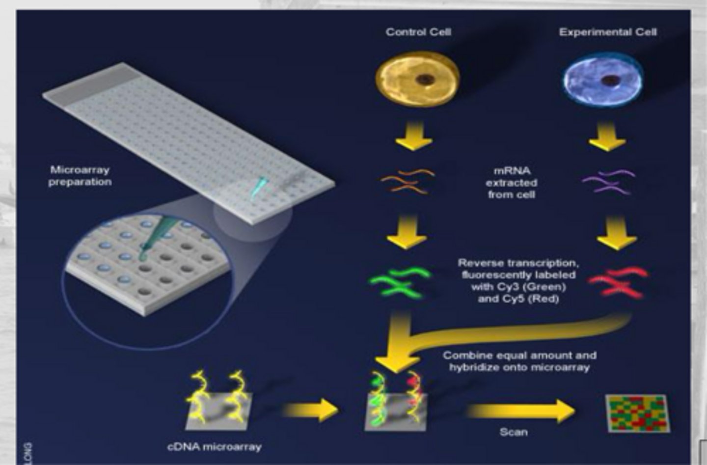 <p>a glass or silicon chip with thousands of unlabeled DNA probes spotted on it for hybridization with labeled nucleic acids from samples</p><p>- red dots mean treated sample</p><p>- green dots mean control</p><p>- white dots mean no expression </p>