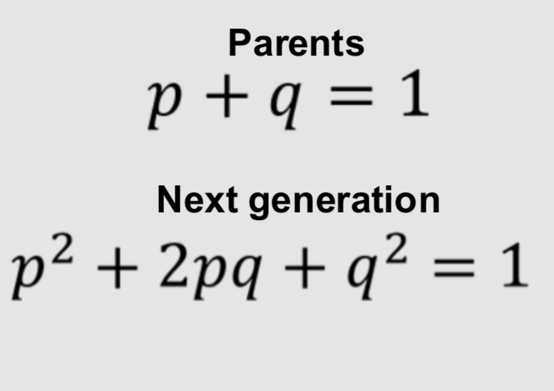 <p>Parents: p +q =1; Next generation: P² +2 pq + q² = 1 </p>