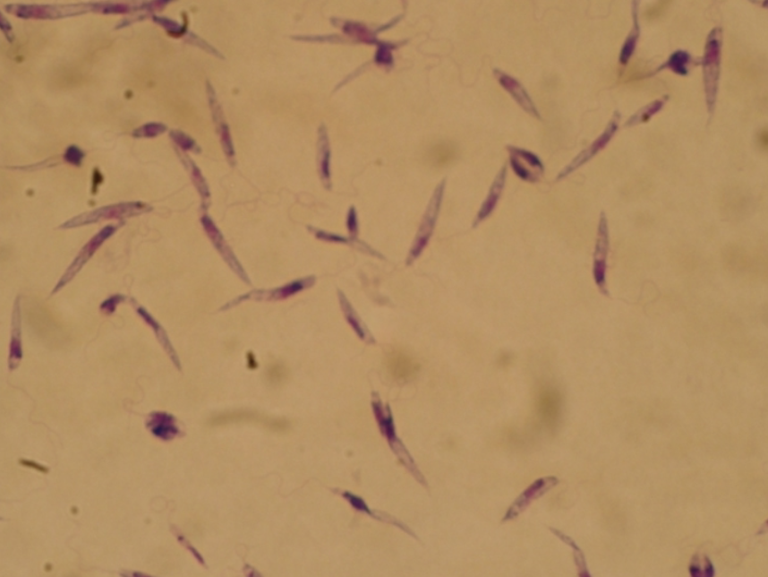 <p>Whats this protists name? (genus name)</p>