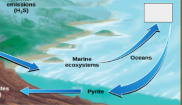 <p>sulfur cycle: name the step</p>