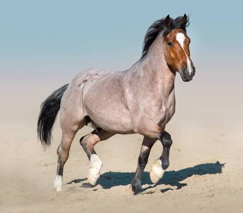 <p>What color is this?</p>