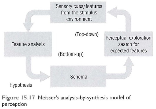 <p>good viewing conditons - bottom up</p><p>ambiguous stimuli - top-down</p><ul><li><p>most times it is both</p></li></ul><p></p>