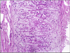 <p>What does this image show?</p>