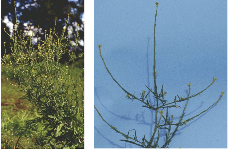 <p><strong>Plant family:</strong> Brassicaceae<br><strong>Life cycle:</strong> Annual<br><strong>Key persistence/spread:</strong> Seed<br><strong>Farming systems:</strong> Crops, disturbed pastures</p><p><strong>How to identify</strong></p><p>It begins as a basal rosette with irregularly lobed leaves, often tinged purple in cool conditions. As it matures, it bolts into a tall, upright plant with slender but very tough stems.</p><p>Upper leaves are narrow and less lobed than basal leaves. Flowers are small, pale yellow, and typical of the brassica family. They are produced in loose clusters near the ends of stems.</p><p>The most important identifying feature is the seed pods, which are long, thin, and held tight against the main stem, running almost parallel to it. This gives the plant a wiry, spiky appearance as pods mature.</p><p>It is distinguished from wild turnip by the absence of a swollen root and by smaller flowers.</p>