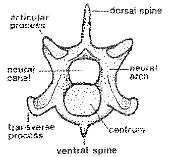 <p>lateral arch</p>