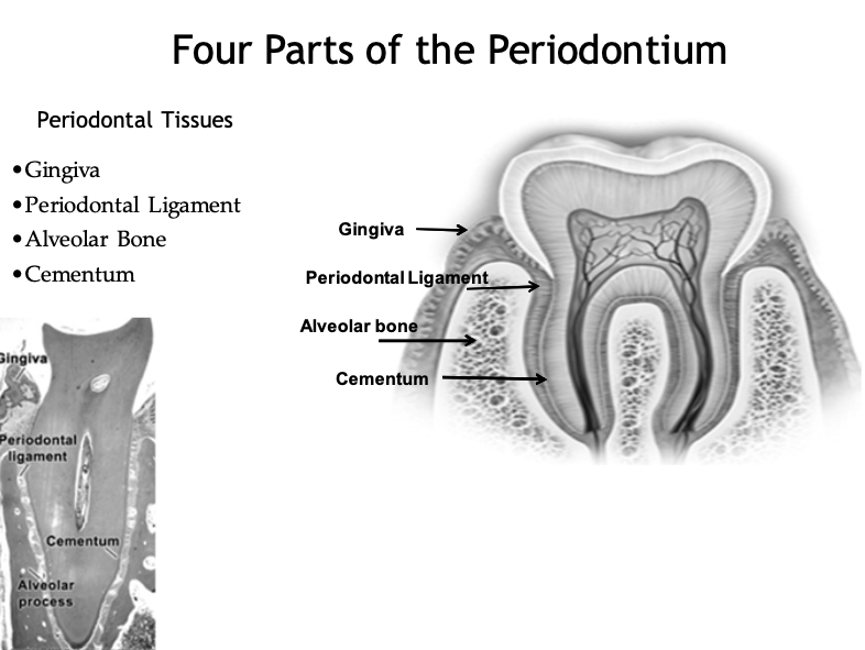<p>⢠Gingiva</p><p class="p1">⢠Periodontal Ligament</p><p class="p1">⢠Alveolar Bone</p><p class="p1">⢠Cementum</p>