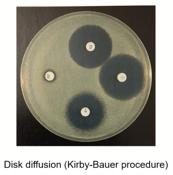 <ul><li><p>Spread bacteria on plate</p></li><li><p>Put a disk of ABX on there → not able to grow by ABX = not resistant</p></li></ul><p></p>