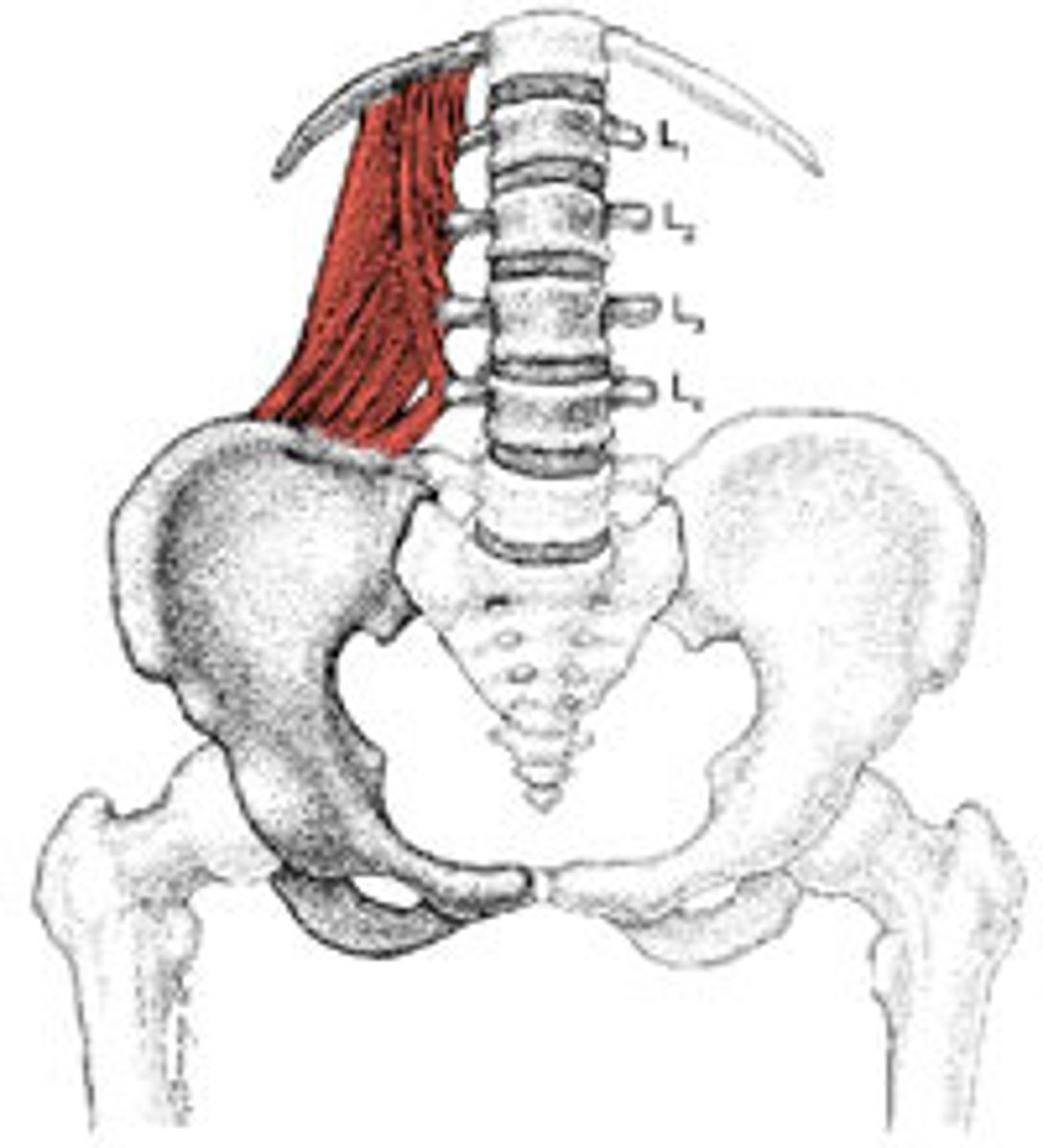 <p>Extends trunk; Laterally flex trunk</p><p>O: ilium</p><p>I: rib 12 and lumbar spine</p>