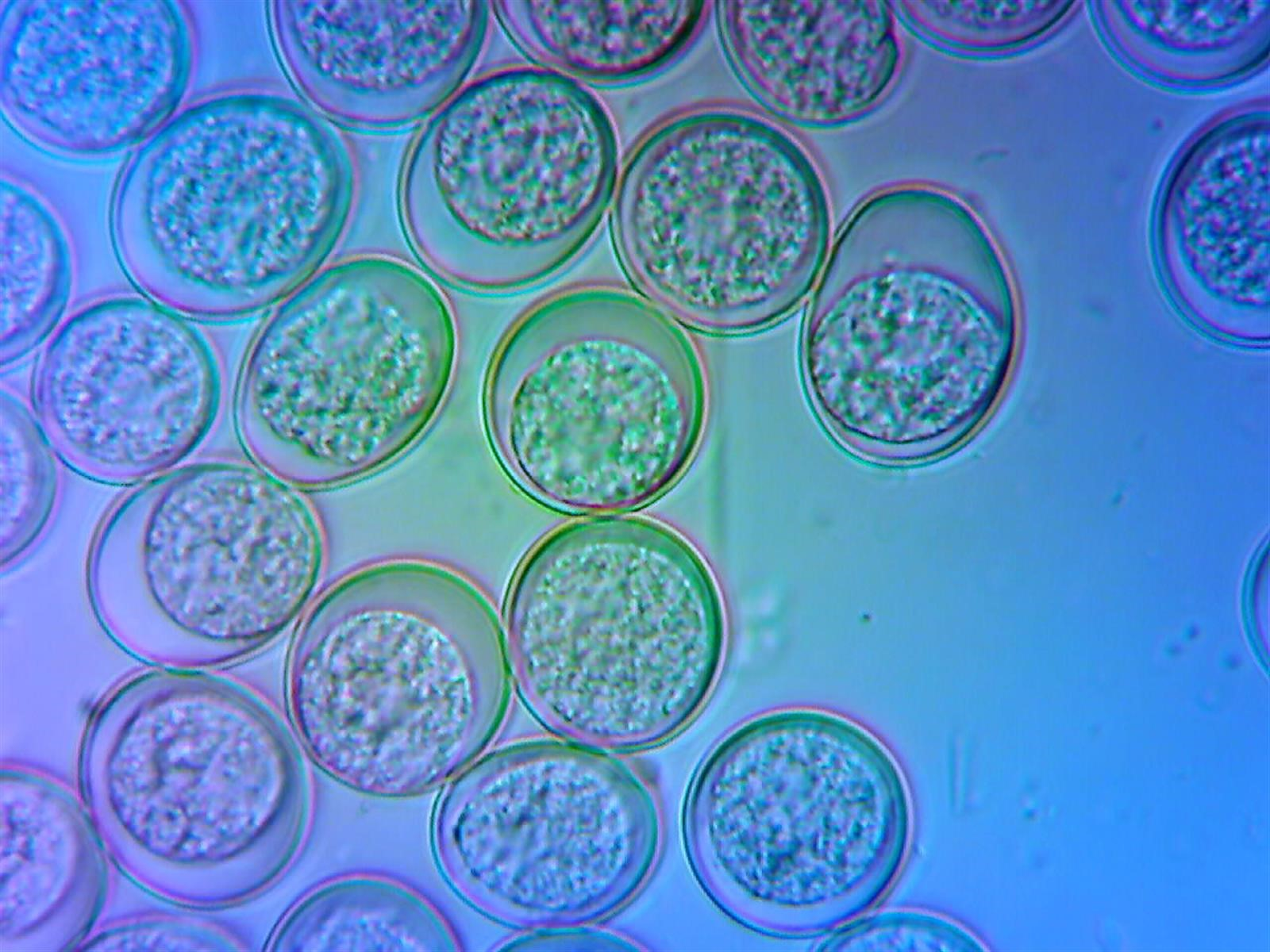 <ul><li><p>Common in many wild animals admitted to rehabilitation centres</p></li><li><p>Can lead to diarrhea and/or failure to gain weight </p></li><li><p>Toltrazuril is the treatment of choice </p></li></ul><p></p>