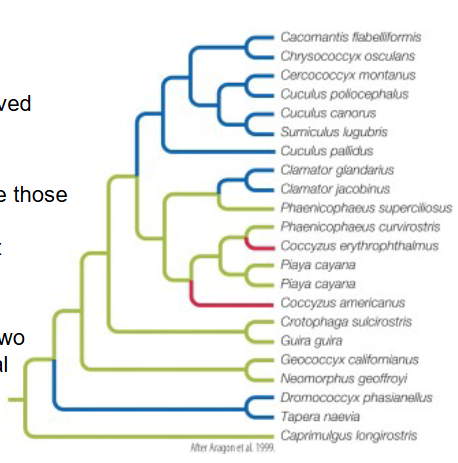 <p>what do blue and red branches indicate?</p>