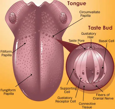 <p>Taste hair</p>