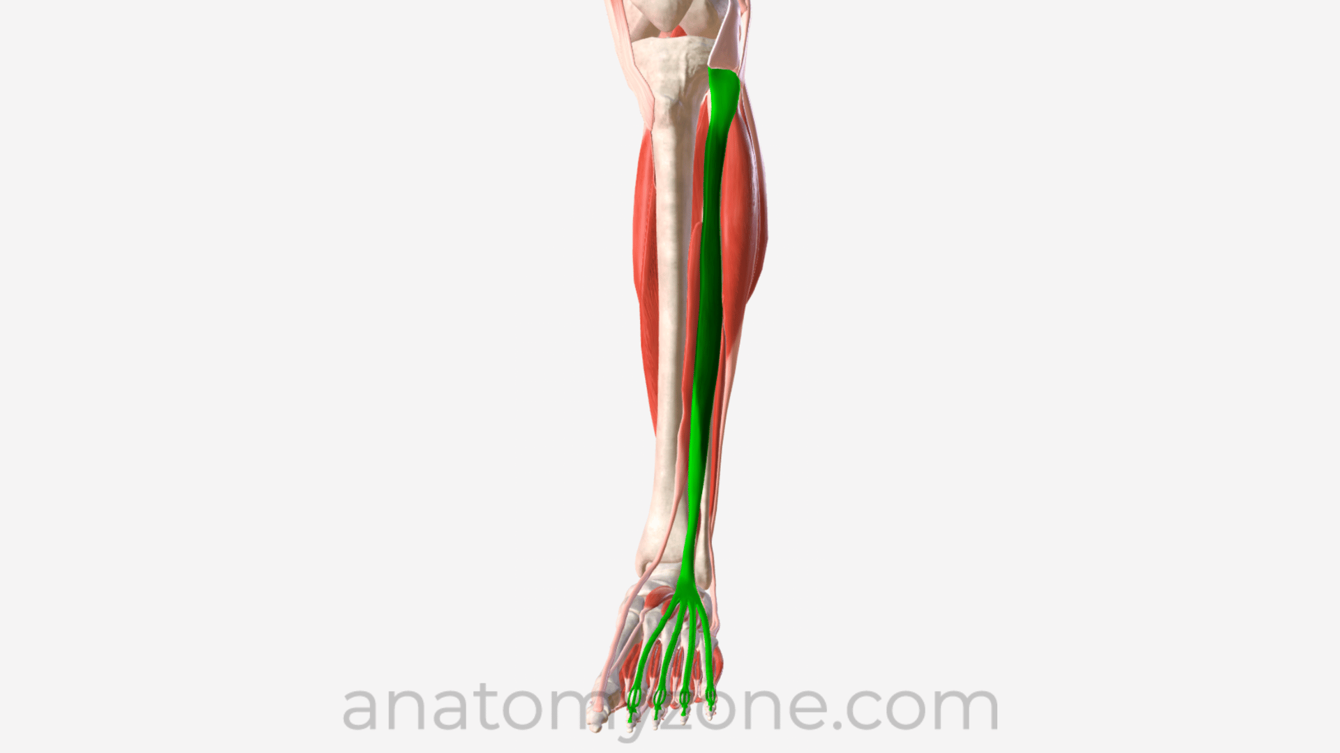 <p>What muscle is this?</p>