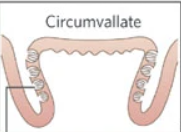 <p>are at back of the tongue (have hundreds-thousands taste buds)</p>