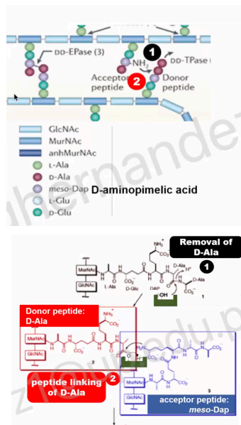 <p>This cross-linking involves three major steps:</p><p>First step</p>