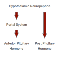 <p>Produced in the hypothalamus —(axons from hypothalamic neurons)→(pituitary stalk)→ posterior pituitary → Released directly into the bloodstream</p>