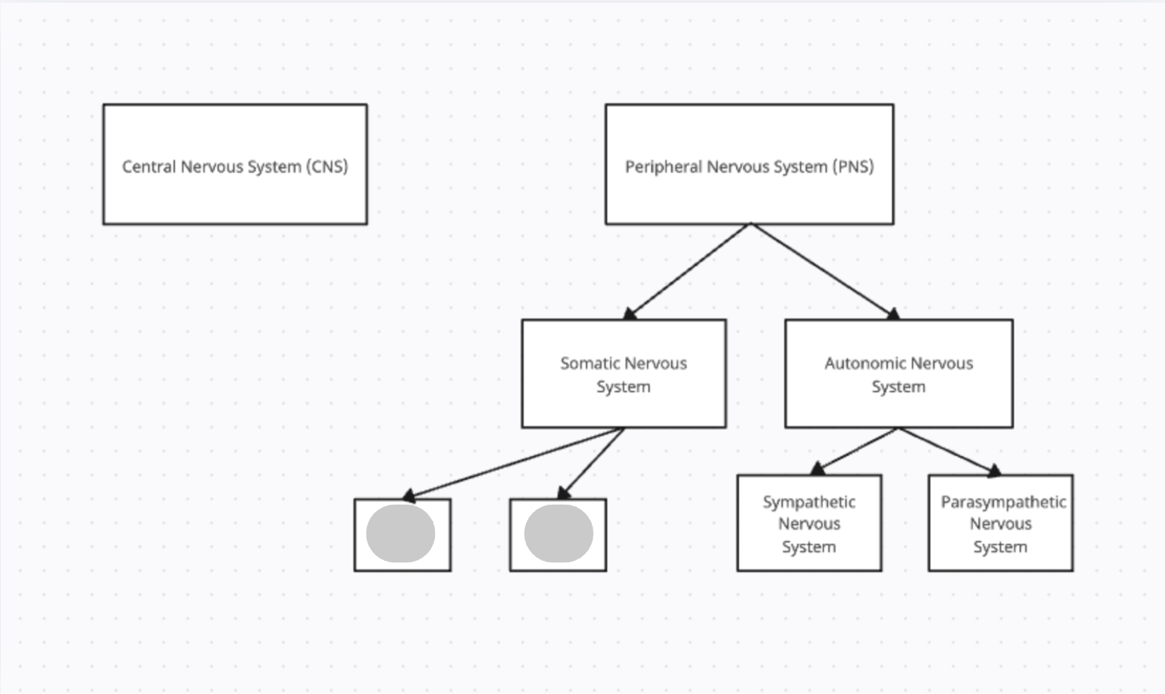 <p>The two main neuron inputs the Somatic N.S. uses are…</p>