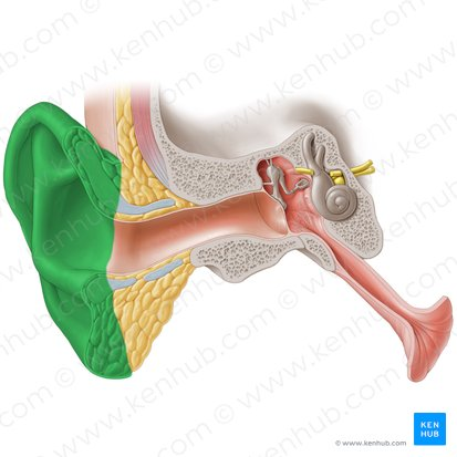 <ul><li><p><strong>Constitució:</strong> Pabelló auricular i Conducte Auditiu Extern (CAE) </p></li><li><p>(1/3 extern cartilaginós amb glàndules i pels; 2/3 interns ossis).</p></li><li><p><strong>Funció:</strong> Amplificar i conduir el so cap a l'oïda mitjana.</p></li></ul><p></p>